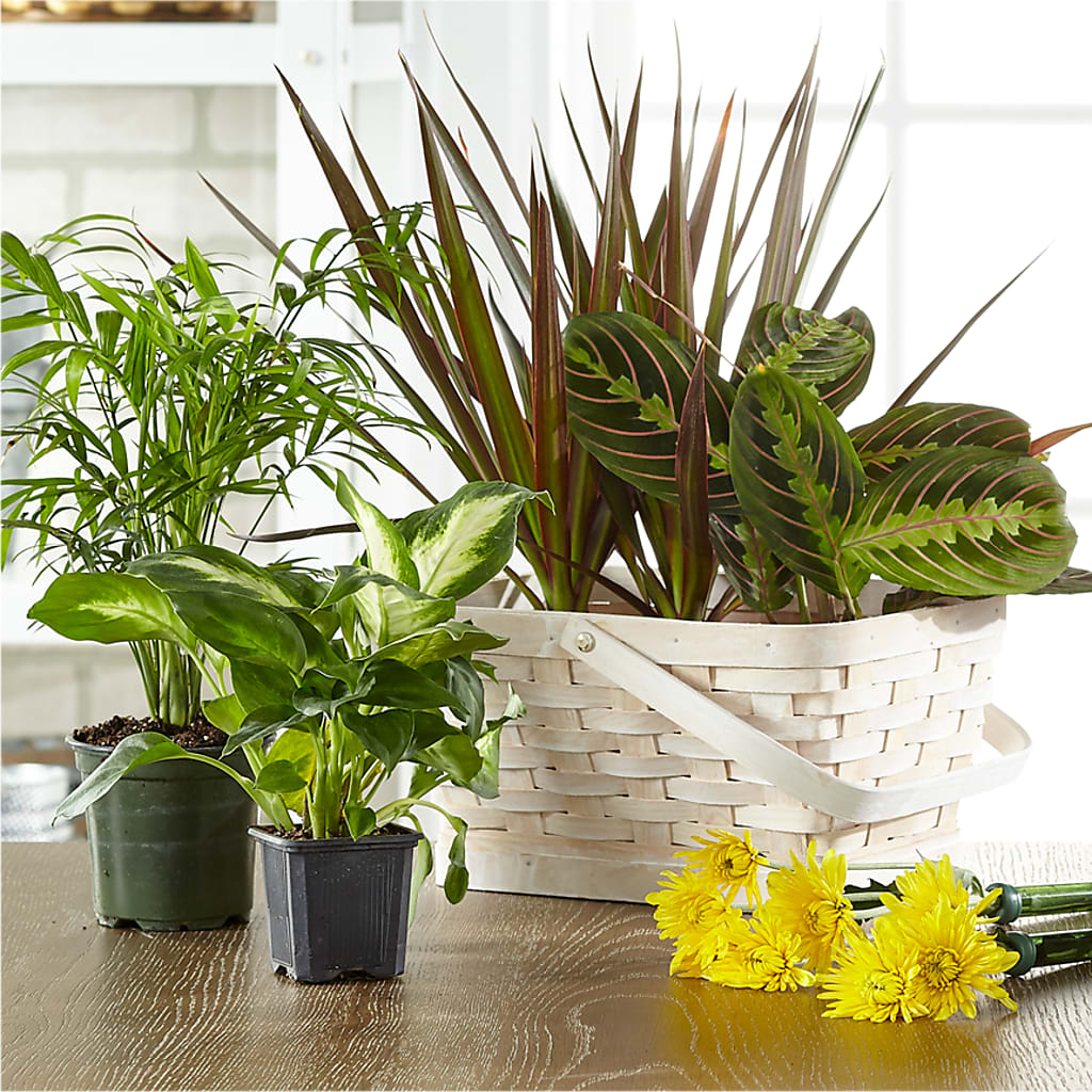 Florist Designed Blooming and Green Plants in a Basket – VERN'S SHARONVILLE FLORIST, Cincinnati OH