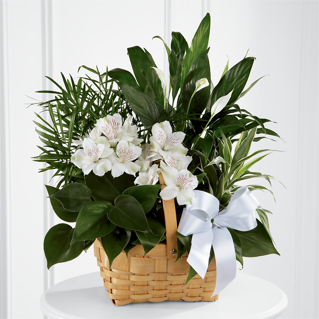 Peace & Serenity Dishgarden – VERN'S SHARONVILLE FLORIST, Cincinnati OH