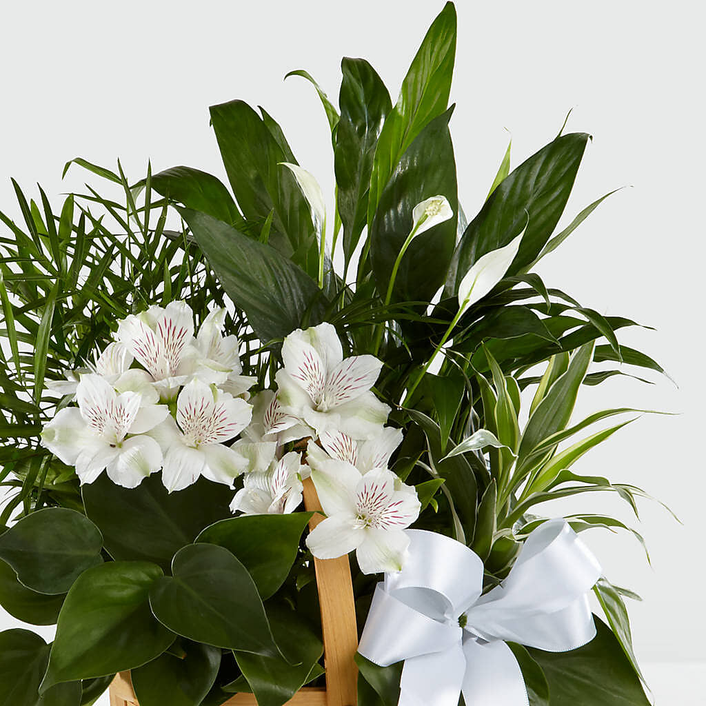 Peace & Serenity Dishgarden – VERN'S SHARONVILLE FLORIST, Cincinnati OH