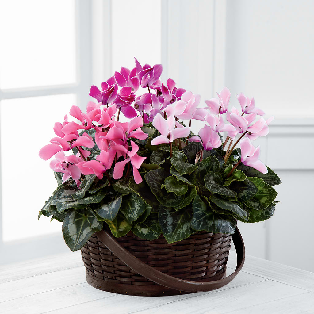 Mixed Cyclamen Planter – VERN'S SHARONVILLE FLORIST, Cincinnati OH