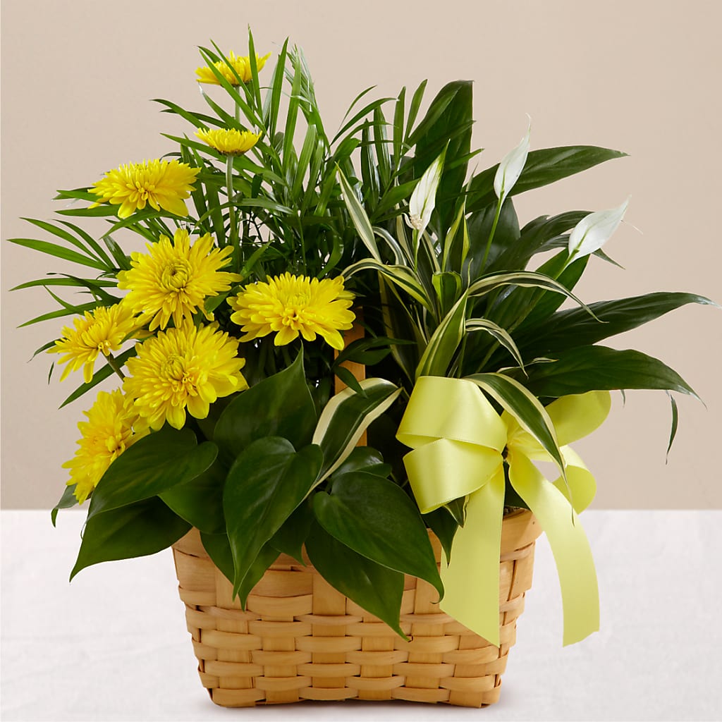 Loving Light Dishgarden – VERN'S SHARONVILLE FLORIST, Cincinnati OH