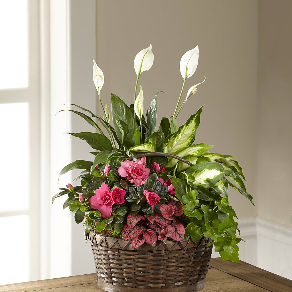 Dream in Pink Dishgarden – VERN'S SHARONVILLE FLORIST, Cincinnati OH