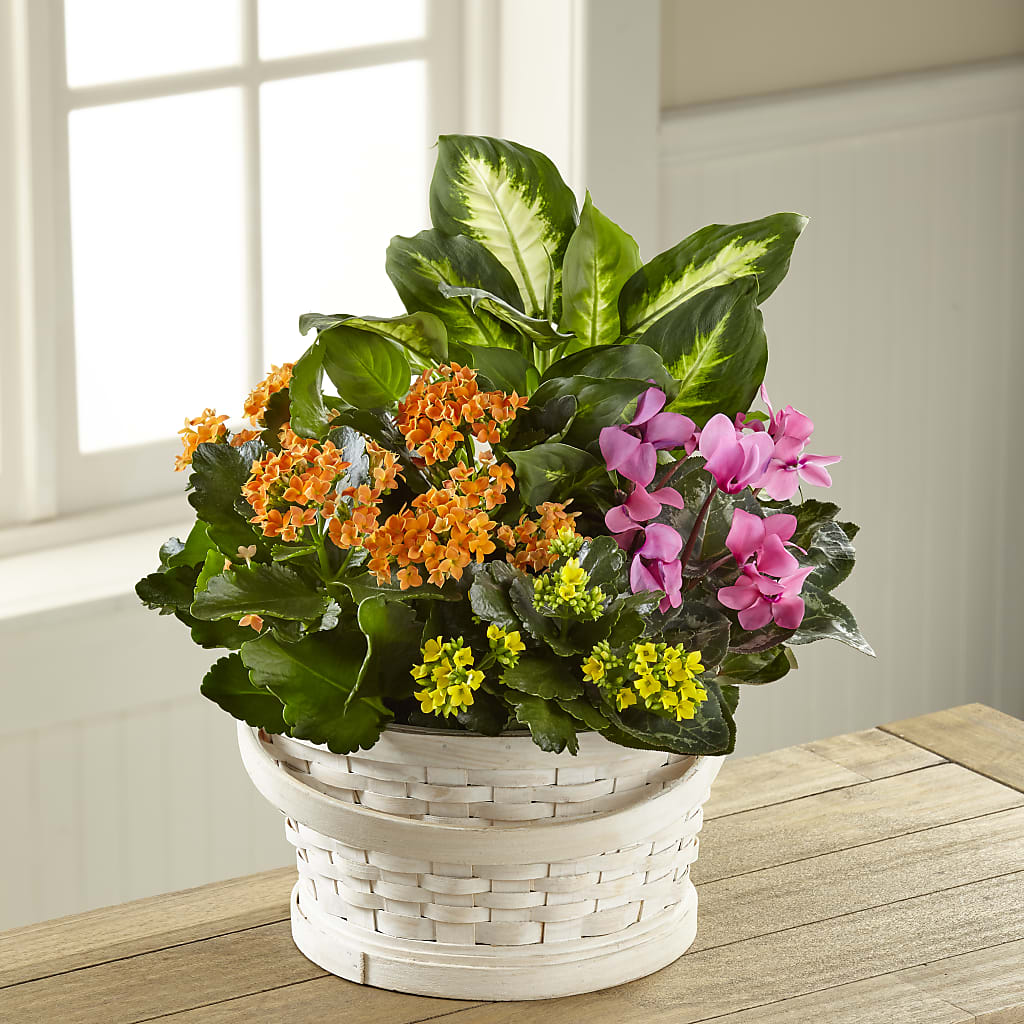 Color Crush Dishgarden – VERN'S SHARONVILLE FLORIST, Cincinnati OH