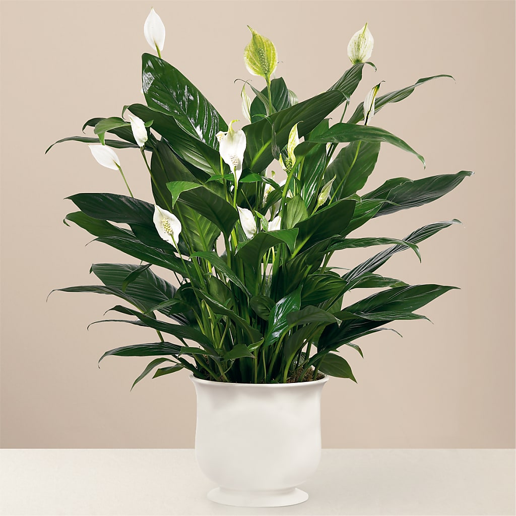 Comfort Planter – VERN'S SHARONVILLE FLORIST, Cincinnati OH