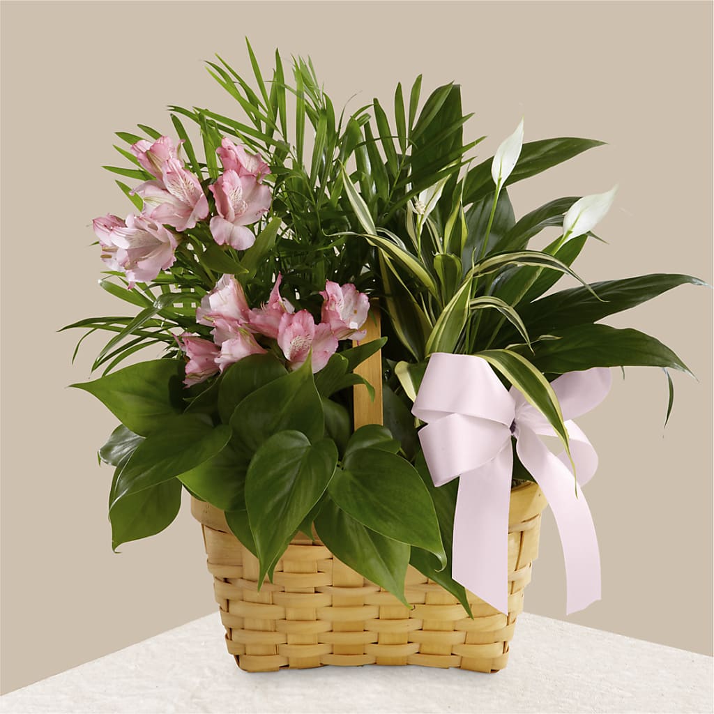 Living Spirit Dishgarden – VERN'S SHARONVILLE FLORIST, Cincinnati OH