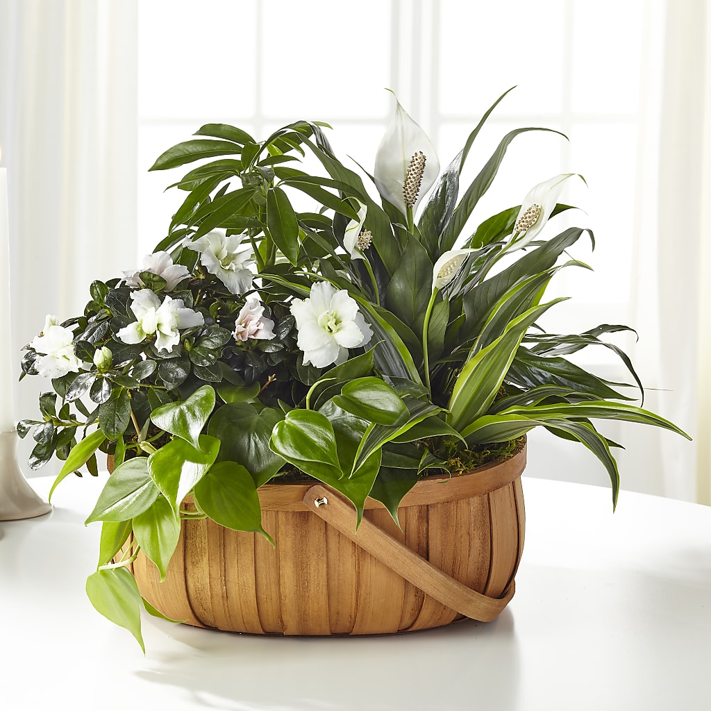 Serene Dishgarden – VERN'S SHARONVILLE FLORIST, Cincinnati OH