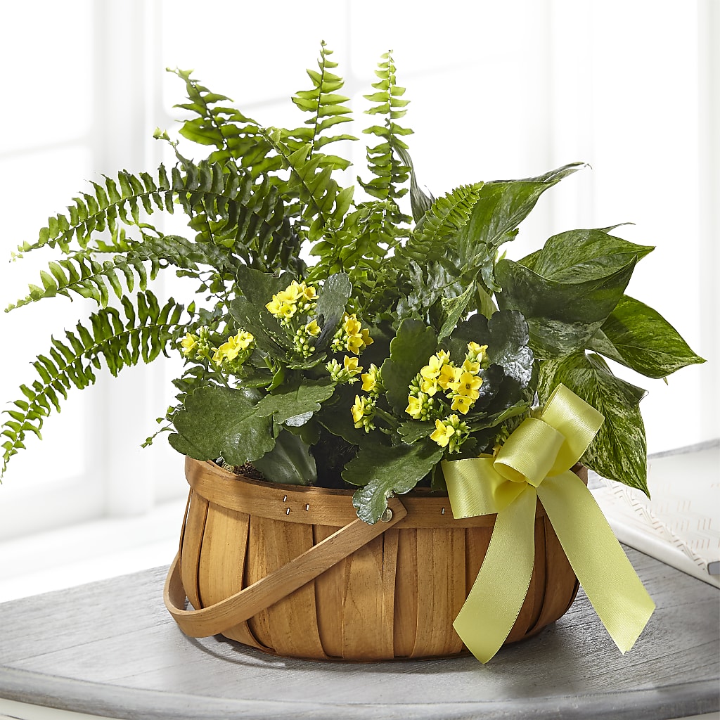 Always Dear Dishgarden – VERN'S SHARONVILLE FLORIST, Cincinnati OH