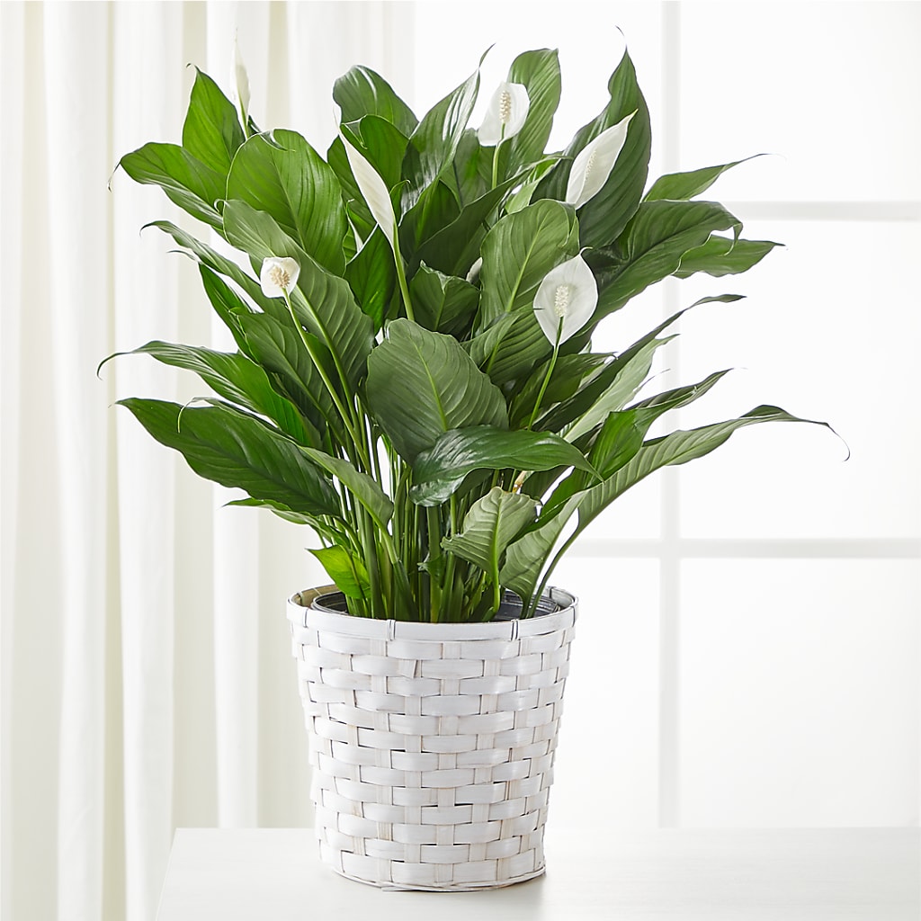 A New Leaf Peace Lily – VERN'S SHARONVILLE FLORIST, Cincinnati OH