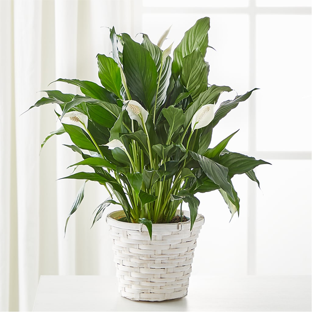 A New Leaf Peace Lily – VERN'S SHARONVILLE FLORIST, Cincinnati OH