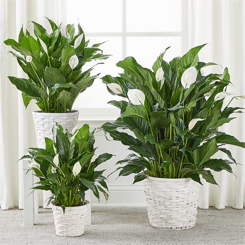 A New Leaf Peace Lily – VERN'S SHARONVILLE FLORIST, Cincinnati OH