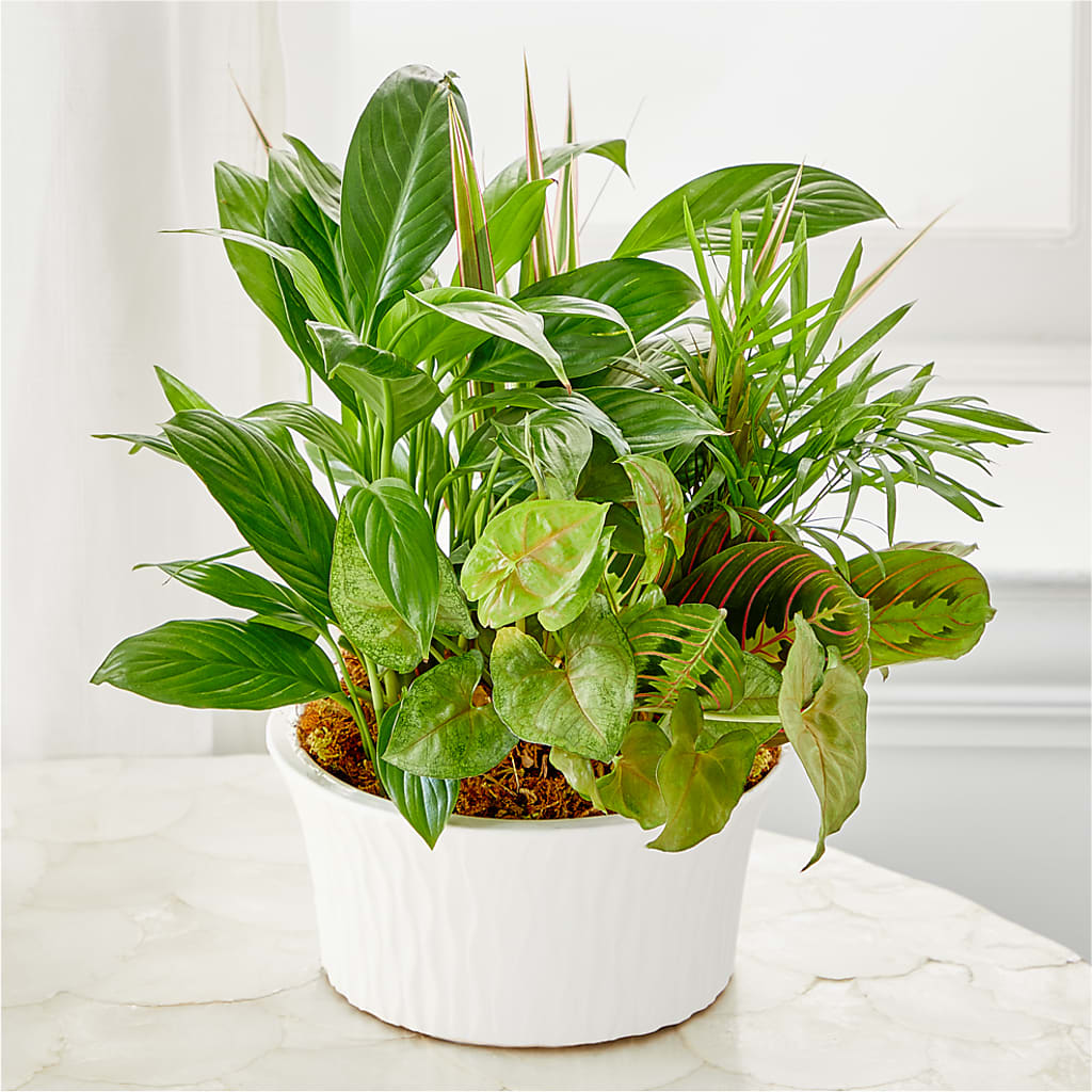 Balance & Harmony Dishgarden – VERN'S SHARONVILLE FLORIST, Cincinnati OH