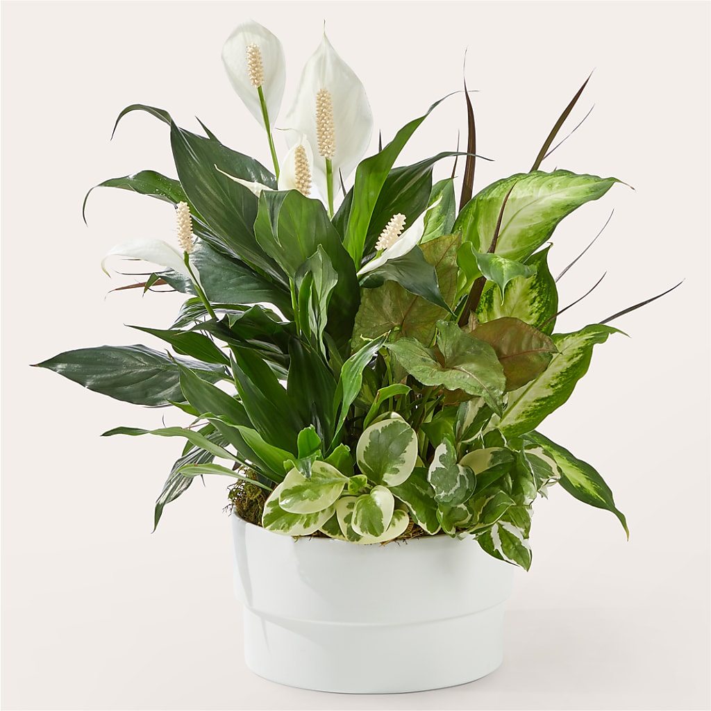 Radiating Positivity Dishgarden – VERN'S SHARONVILLE FLORIST, Cincinnati OH