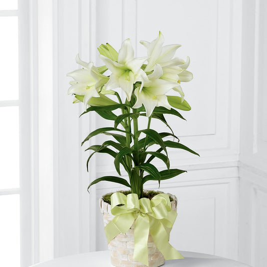 Easter Lily Plant – VERN'S SHARONVILLE FLORIST, Cincinnati OH