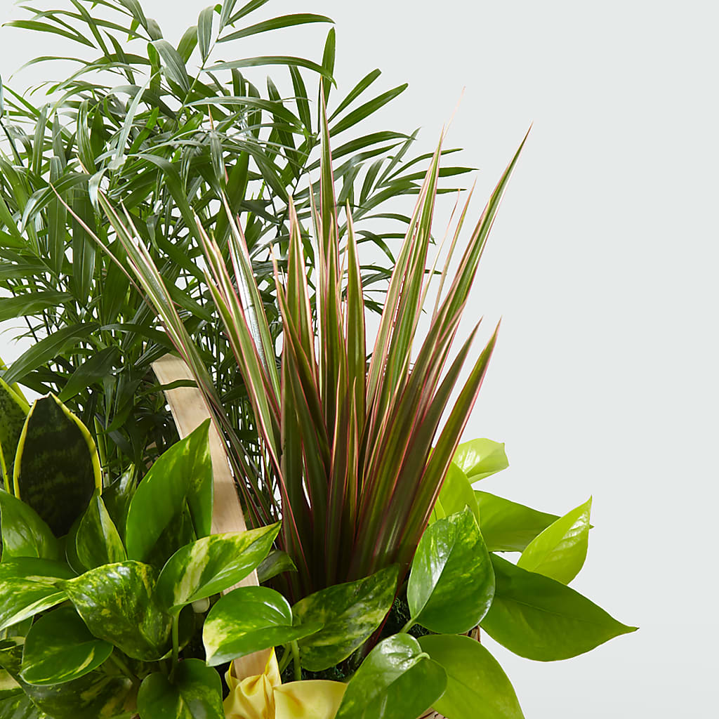 French Garden – VERN'S SHARONVILLE FLORIST, Cincinnati OH