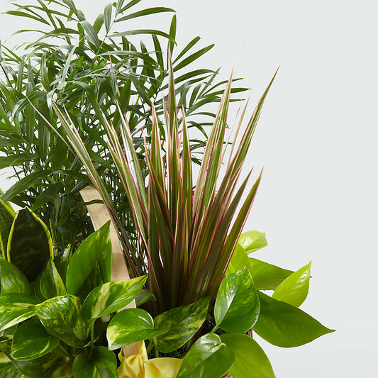 French Garden – VERN'S SHARONVILLE FLORIST, Cincinnati OH
