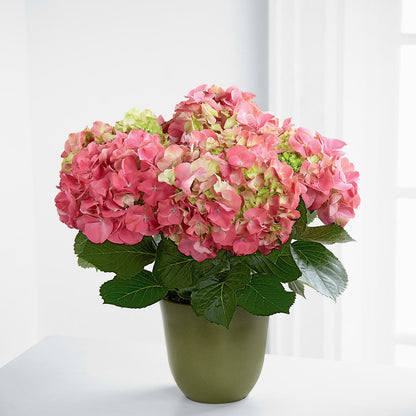 Pink Hydrangea Planter – VERN'S SHARONVILLE FLORIST, Cincinnati OH