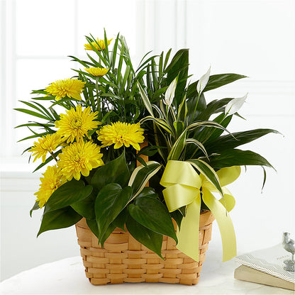 Loving Light Dishgarden – VERN'S SHARONVILLE FLORIST, Cincinnati OH