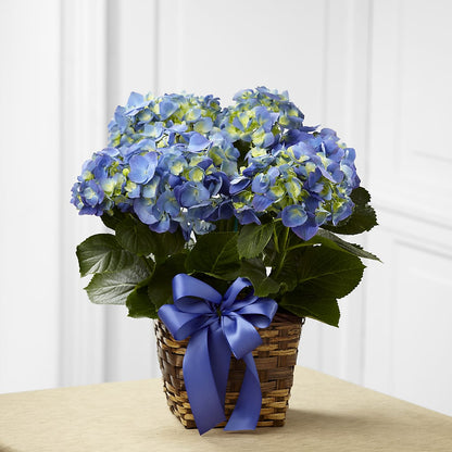 Blue Hydrangea Planter – VERN'S SHARONVILLE FLORIST, Cincinnati OH