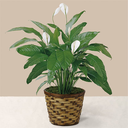 Tranquil Moments Peace Lily Plant – VERN'S SHARONVILLE FLORIST, Cincinnati OH
