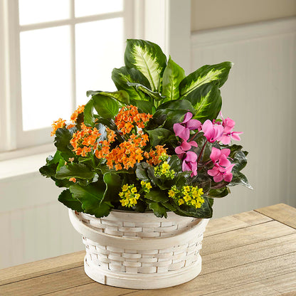 Color Crush Dishgarden – VERN'S SHARONVILLE FLORIST, Cincinnati OH