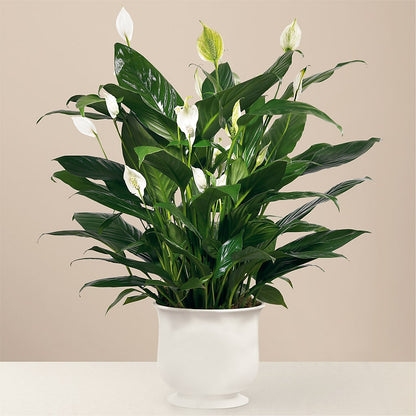 Comfort Planter – VERN'S SHARONVILLE FLORIST, Cincinnati OH
