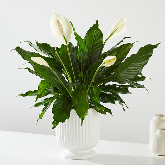 Comfort Planter – VERN'S SHARONVILLE FLORIST, Cincinnati OH