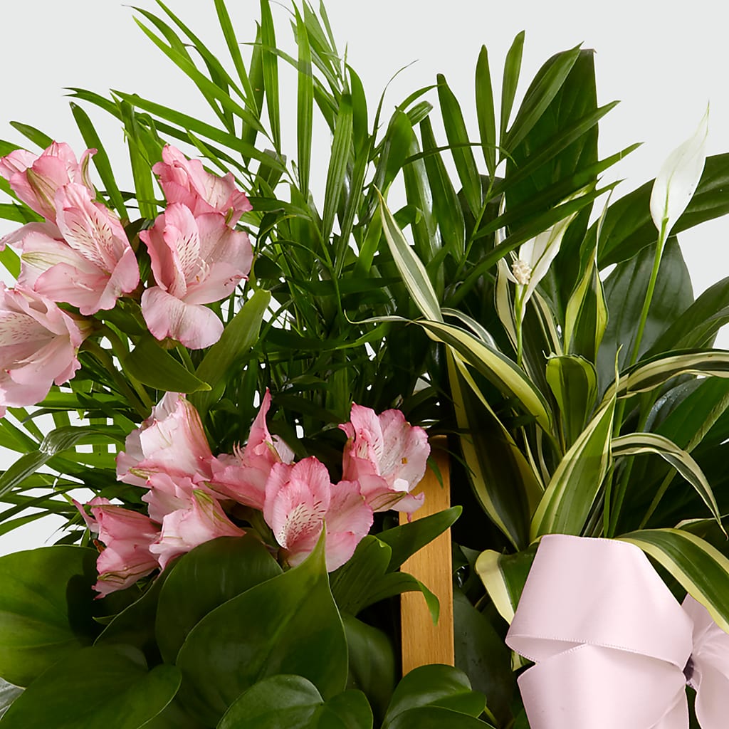 Living Spirit Dishgarden – VERN'S SHARONVILLE FLORIST, Cincinnati OH
