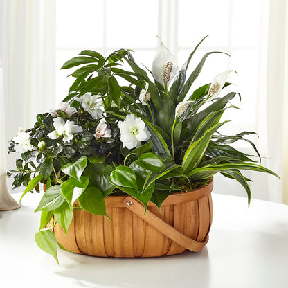 Serene Dishgarden – VERN'S SHARONVILLE FLORIST, Cincinnati OH