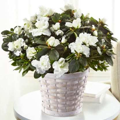 White Azalea Plant – VERN'S SHARONVILLE FLORIST, Cincinnati OH