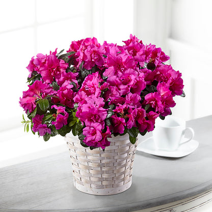 Hope & Serenity Azalea Plant – VERN'S SHARONVILLE FLORIST, Cincinnati OH