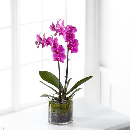 Pink Orchid Plant – VERN'S SHARONVILLE FLORIST, Cincinnati OH