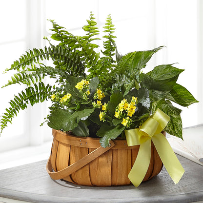 Always Dear Dishgarden – VERN'S SHARONVILLE FLORIST, Cincinnati OH