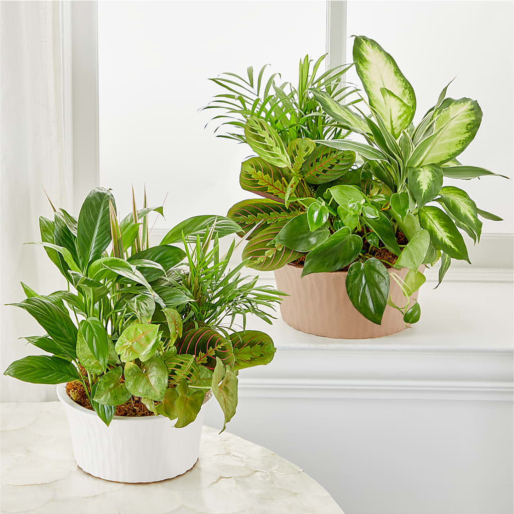 Balance & Harmony Dishgarden – VERN'S SHARONVILLE FLORIST, Cincinnati OH