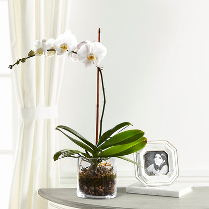 White Orchid Planter – VERN'S SHARONVILLE FLORIST, Cincinnati OH
