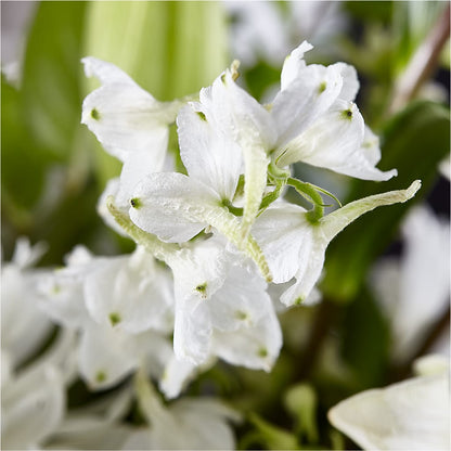 Classic Ivory – A Florist Original – VERN'S SHARONVILLE FLORIST, Cincinnati OH