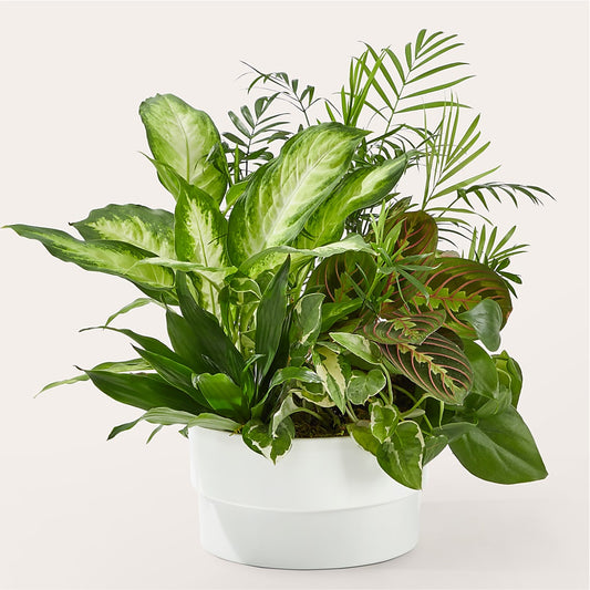 Radiating Positivity Dishgarden